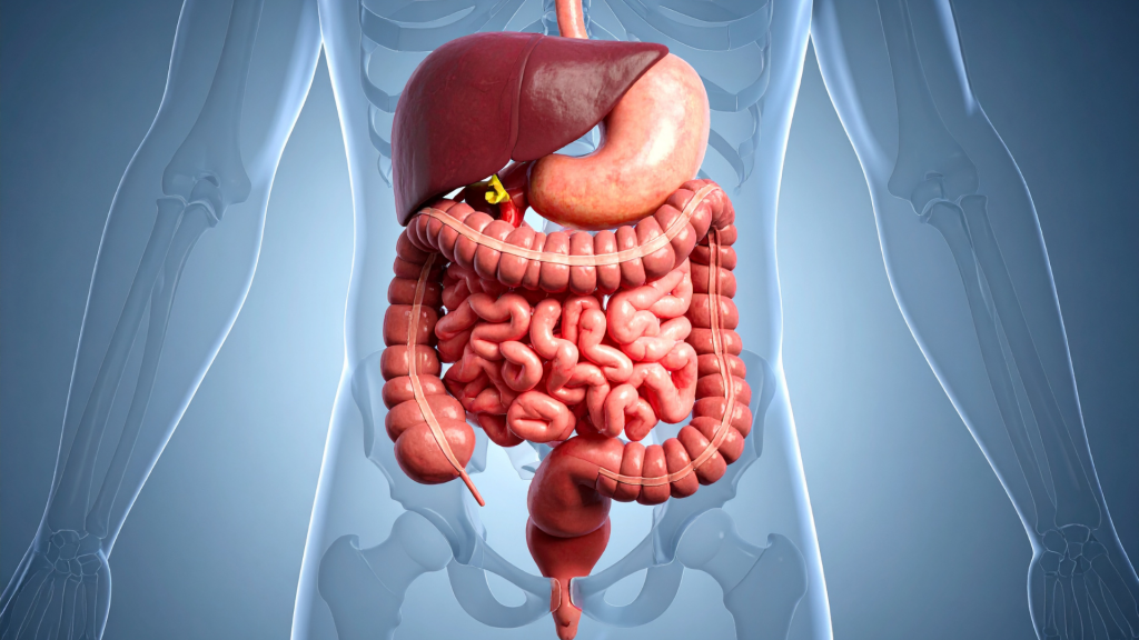 Apotheke Darmgesundheit